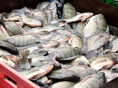 美国罗非鱼市场面临供需问题带来的不确定性，且供应链因关税问题变得更为复杂。