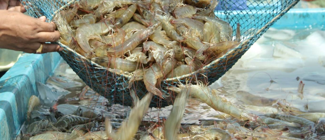 进口量暴增26%，均价跌了7%！2026年中国虾类进口市场开年现“背离”行情